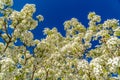 White blossoms of a flowering tree blooming under sunlight in spring Royalty Free Stock Photo