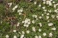 The white blossoms of flowering wood anemones