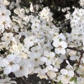 white blossoms flowers on the tree of spring Royalty Free Stock Photo