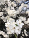 white blossoms flowers on the tree of spring Royalty Free Stock Photo