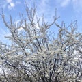 white blossoms flowers on the tree of spring Royalty Free Stock Photo