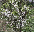 white blossoms flowers on the tree of spring Royalty Free Stock Photo