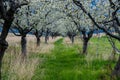 Take a walk through the blossoms.