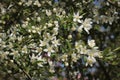 White blossoms on a Golden Raindrops crabapple tree Malus transitoria burst into bloom in spring. Royalty Free Stock Photo