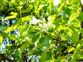 White blossoms on green twig of apple tree in city Royalty Free Stock Photo