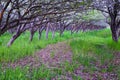 White blossoms on old Apple fruit trees in the orchard in early spring. Row of apple trees with green grass and in Provo Utah