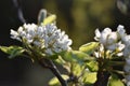 Blossoms of a Pear (Pyrus)