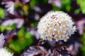 White blossoms of physocarpus in the garden.