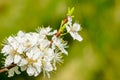 White blossoms of plum trees in early spring, blurred background Royalty Free Stock Photo