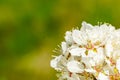 White blossoms of plum trees in early spring, blurred background Royalty Free Stock Photo