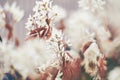 White blossoms shining through smooth bokeh