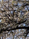 White Blossoms