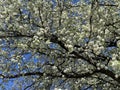 White Blossoms and Tree in April in Spring