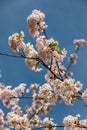 White blossoms on a tree on the green field