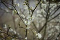 White blossoms on a tree in spring