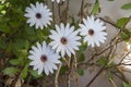 White blossoms of Van Staden\'s River daisy(Osteospermum ecklonis