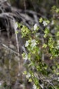 MIRABILIS LAEVIS BLOOM - TWENTYNINE PALMS - 050120 B Royalty Free Stock Photo