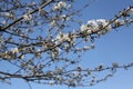 White blossomtree Royalty Free Stock Photo