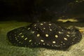 The White-blotched river stingray Potamotrygon leopoldi. Royalty Free Stock Photo