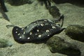 White-blotched river stingray Potamotrygon leopoldi. Royalty Free Stock Photo