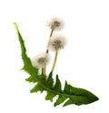 White blow dandelion plant isolated on white background. Design element for greeting card, kids party or wedding decor, biology Royalty Free Stock Photo