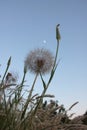 White blowball dandelion against the evening sky with the moon.  Closeup view of a blowball on the meadow. Royalty Free Stock Photo