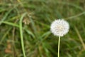 White blowball dandelion on blurred green grass background, close up