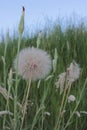 White blowball dandelion on the meadow. Closeup view of a blowball against the evening sky. Royalty Free Stock Photo