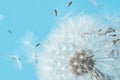 White blowball dandelions on blue background. Macro. Full depth of field