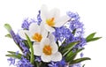 White and blue bouquet of crocuses Royalty Free Stock Photo