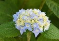 White and Blue Budding and Blooming Hydrangea Bush