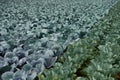 White and blue cabbage heads grow in arable soil Royalty Free Stock Photo