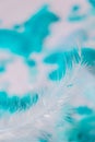 White and blue colors. Bird feather on selective focus. Close up. Background. Copy space for text. Femine, light airy Feathers