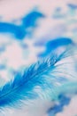 White and blue colors. Bird feather on selective focus. Close up. Background. Copy space for text. Femine, light airy Feathers