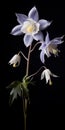 Vibrant Columbine Flower In Stunning Vray Tracing Style