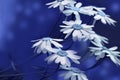 White-blue daisies bloom on a sunny summer day. Beautiful blue floral background of forest flowers. Close-up. Royalty Free Stock Photo