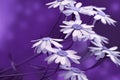 White-blue daisies bloom on a sunny summer day. Beautiful purple floral background of forest flowers. Close-up. Royalty Free Stock Photo