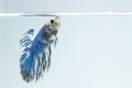 White blue, fancy Siamese fighting fish taking a breath.