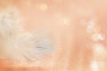 White and blue feather of bird on pink background. Soft pink vintage color texture Royalty Free Stock Photo
