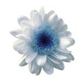 White-blue flower chrysanthemum. Garden flower. White isolated background with clipping path. Closeup. no shadows. Royalty Free Stock Photo