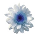 White-blue flower chrysanthemum. Garden flower. White isolated background with clipping path. Closeup. no shadows. Royalty Free Stock Photo