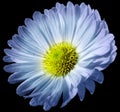 White-blue flower daisy isolated on black background. For design. Closeup. Royalty Free Stock Photo