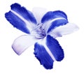 White-blue flower lily on white isolated background with clipping path no shadows. Closeup. Royalty Free Stock Photo