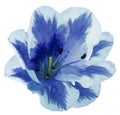 White-blue flower lily on a white isolated background with clipping path no shadows. Closeup. Royalty Free Stock Photo