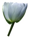 White-blue flower tulip on white isolated background with clipping path. Close-up. Shot of White Colored. Royalty Free Stock Photo