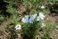 White and blue flowers of Nigella damascena Royalty Free Stock Photo