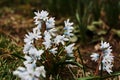 white and blue flowers of snowdrops bloomed near the house Royalty Free Stock Photo