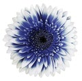 White-blue gerbera flower, white isolated background with clipping path.   Closeup.  no shadows.  For design. Royalty Free Stock Photo