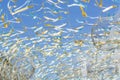 White, blue and gold strings against blue sky, street festival decoration