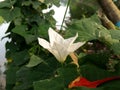 white blue green and red flower